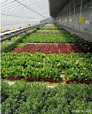 生物科技驅(qū)動(dòng)產(chǎn)業(yè)升級(jí)，萊西龍頭企業(yè)引領(lǐng)農(nóng)民增收新路徑